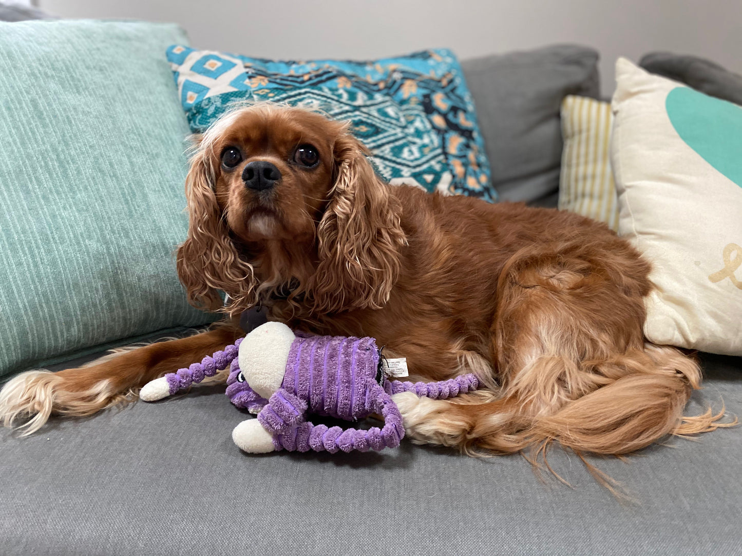 Custom Petite Pet Portrait Starting at $65.00